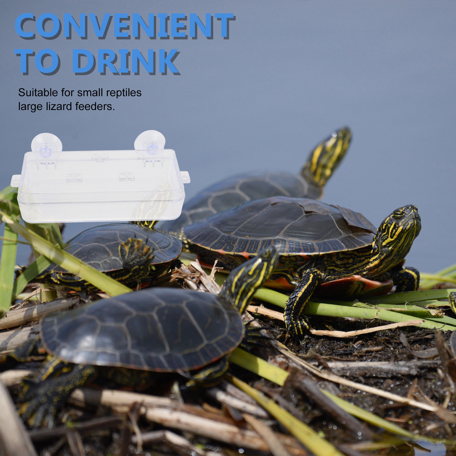 1Pcs Escape Proof Reptile Feed - Water Dish Reptile recensione e prezzo